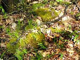            - 2010 Spring Sheltowee Trace Pickett State Park to Hemlock Grove group1