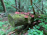 2020 June Cranberry Wilderness WV