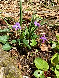 2016 Spring Deep Creek Smoky Mtn