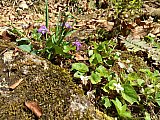 2016 Spring Deep Creek Smoky Mtn