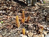 2016 Spring Deep Creek Smoky Mtn