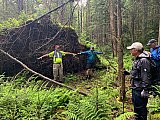 41 Root system of a fallen tree - 2020 June Cranberry Wilderness WV