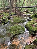 2020 June Cranberry Wilderness WV