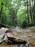 2020 June Cranberry Wilderness WV