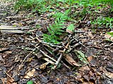 67 Capt's fern carin - 2020 June Cranberry Wilderness WV