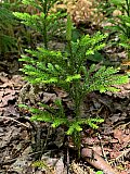 2020 June Cranberry Wilderness WV