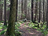 75 Captain at the Hobit forest - 2020 June Cranberry Wilderness WV