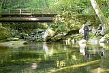 2005 Fall Smokies Walnut Bottoms to Mt Cammerer