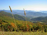 2007 Fall Hemphill Bald
