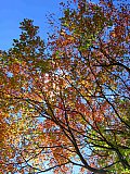 2007 Fall Hemphill Bald