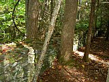 2007 Fall Hemphill Bald