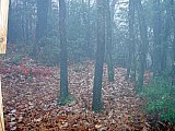 2012 Fall Backpacking Trip Kentucky Pine Moutntain Trail Highland Section